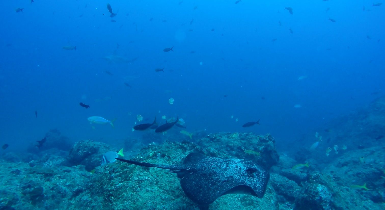 Coastal Reef Discovery